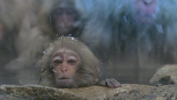Andy's Wild Adventures - Macaques