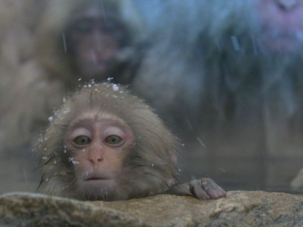 Andy's Wild Adventures - Macaques