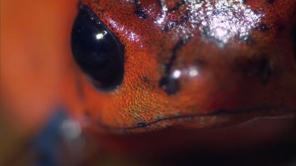 Andy's Wild Adventures - Strawberry Dart Frogs