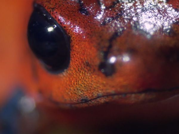 Andy's Wild Adventures - Strawberry Dart Frogs