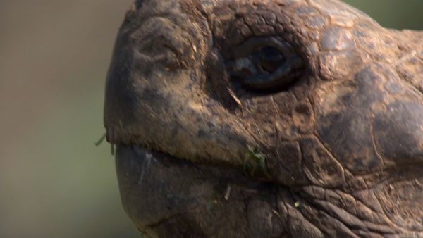 Andy's Wild Adventures - Giant Tortoises