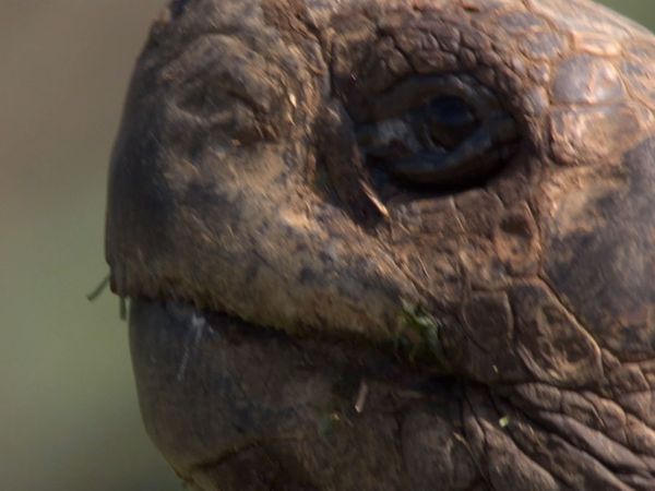 Andy's Wild Adventures - Giant Tortoises