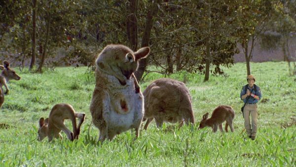 Andy's Wild Adventures - Marsupials