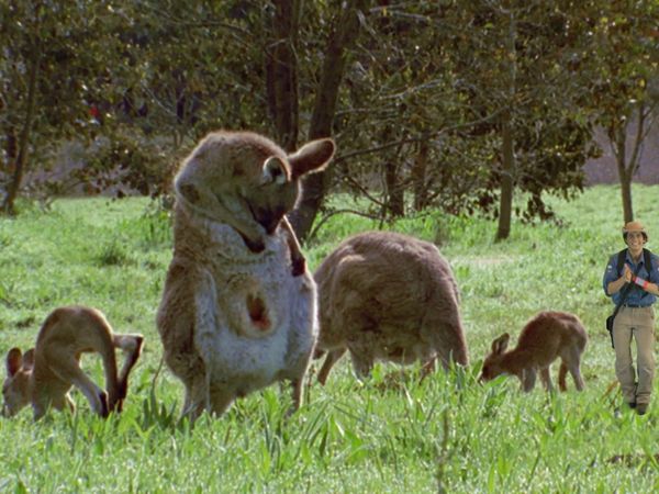 Andy's Wild Adventures - Marsupials