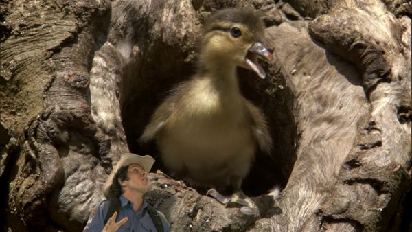 Andy's Wild Adventures - Mandarin Ducks