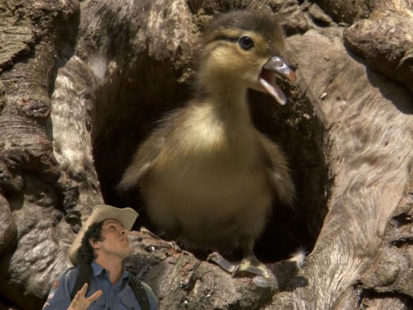 Andy's Wild Adventures - Mandarin Ducks