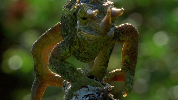 Andy's Wild Adventures - Chameleons