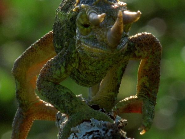 Andy's Wild Adventures - Chameleons