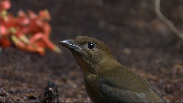 Andy's Wild Adventures - Bowerbirds