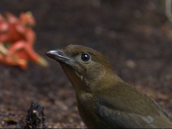 Andy's Wild Adventures - Bowerbirds