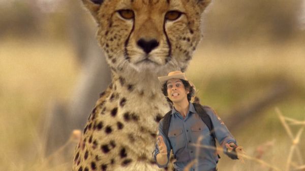 Andy's Wild Adventures - Cheetahs
