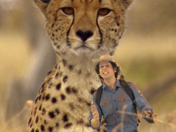 Andy's Wild Adventures - Cheetahs