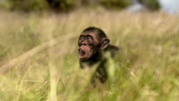 Andy's Prehistoric Adventures - Australopithecus & Tool