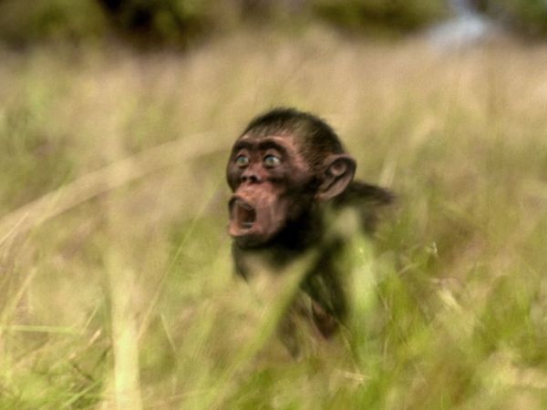 Andy's Prehistoric Adventures - Australopithecus & Tool