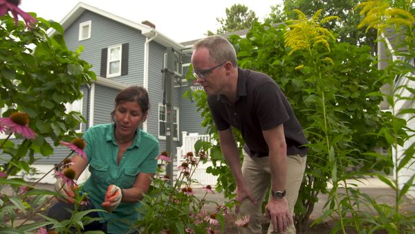 Ask This Old House - E21 | Echinaceas, Kitchen Punch List | Ask This Old House