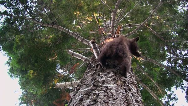 Bear Whisperer - Breaking & Entering