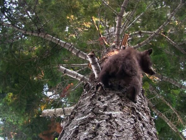 Bear Whisperer - Breaking & Entering