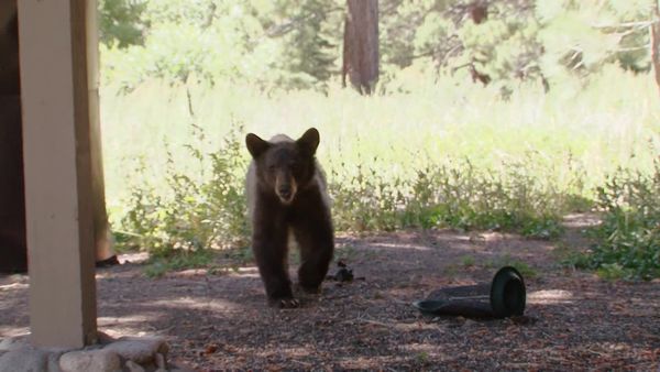 Bear Whisperer - Mammoth Lakes