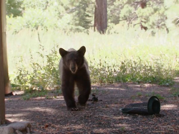 Bear Whisperer - Mammoth Lakes