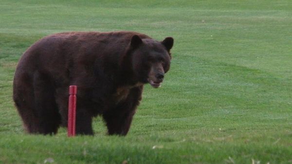 Bear Whisperer - Big, Bad & Bold