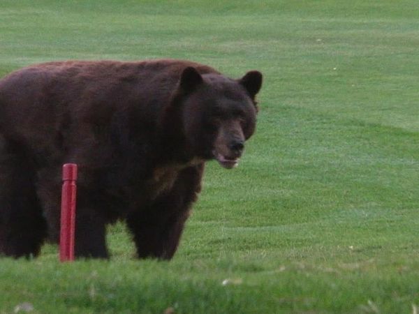 Bear Whisperer - Big, Bad & Bold