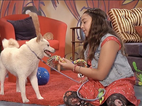 Finding Stuff Out - Dogs! Dogs! Dogs!