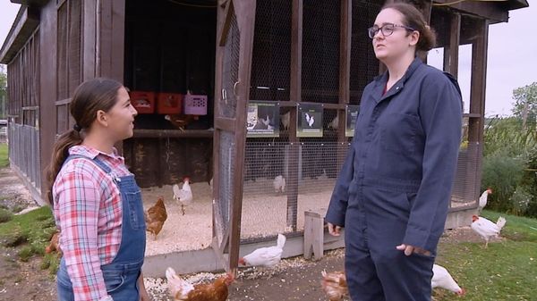 Finding Stuff Out - Farm Animals