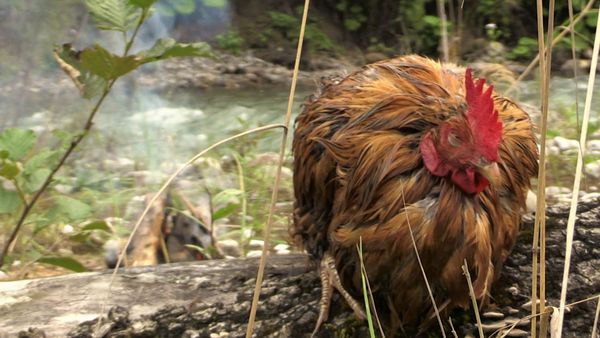 El Superviviente - La gallina de los huevos de oro