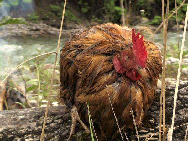 El Superviviente - La gallina de los huevos de oro