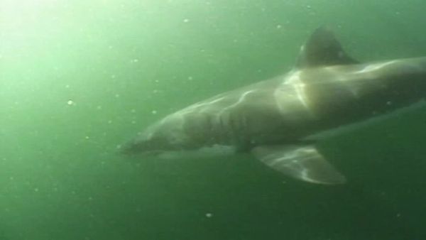 Did You See That? - Shark Attack