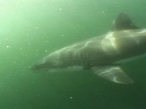Did You See That? - Shark Attack
