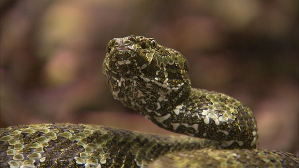 Ten Deadliest Snakes with Nigel Marven - China
