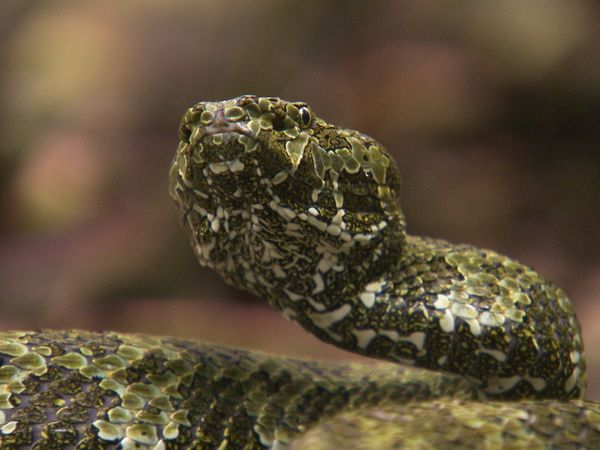 Ten Deadliest Snakes with Nigel Marven - China