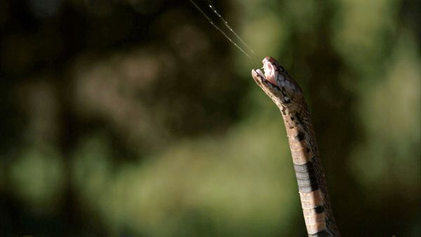 Ten Deadliest Snakes with Nigel Marven - South Africa