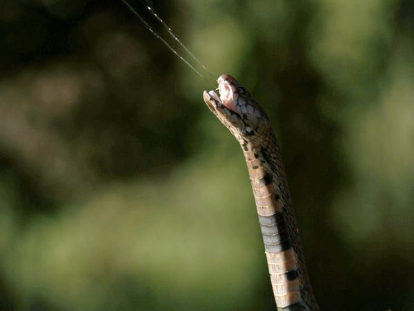 Ten Deadliest Snakes with Nigel Marven - South Africa