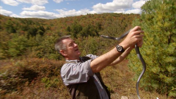 Ten Deadliest Snakes with Nigel Marven - USA