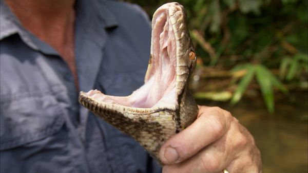 Ten Deadliest Snakes with Nigel Marven - Malaysia