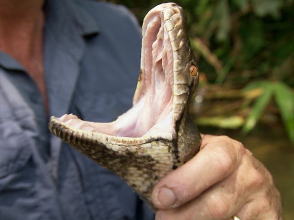 Ten Deadliest Snakes with Nigel Marven - Malaysia