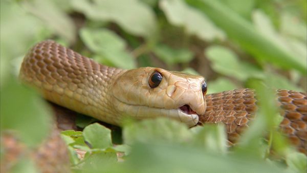 Ten Deadliest Snakes with Nigel Marven - Australia