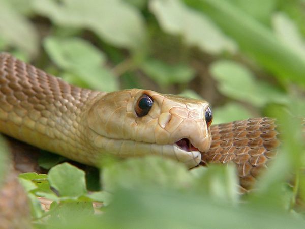 Ten Deadliest Snakes with Nigel Marven - Australia
