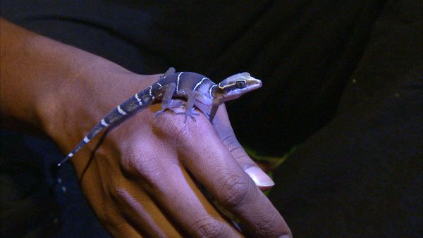 Ten Deadliest Snakes with Nigel Marven - India