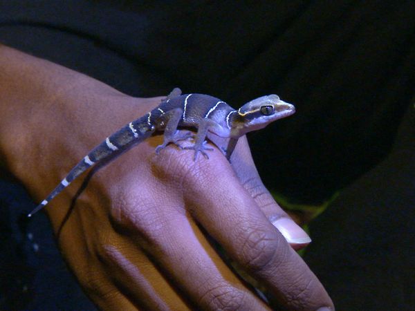 Ten Deadliest Snakes with Nigel Marven - India