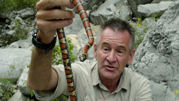 Ten Deadliest Snakes with Nigel Marven - Mexico