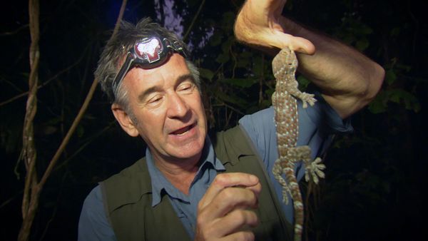 Ten Deadliest Snakes with Nigel Marven - Philippines