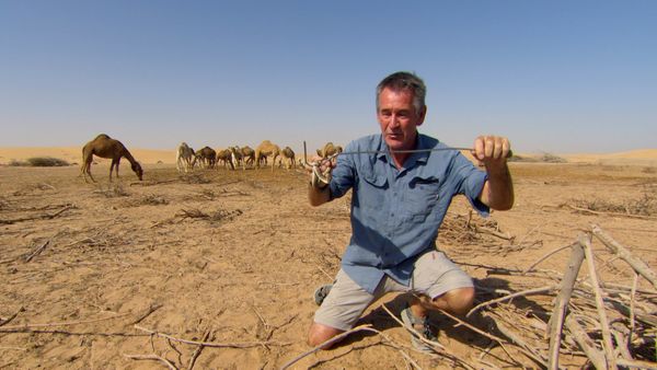 Ten Deadliest Snakes with Nigel Marven - The Middle East