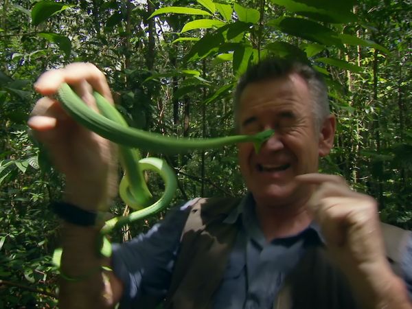Ten Deadliest Snakes with Nigel Marven - Brazil