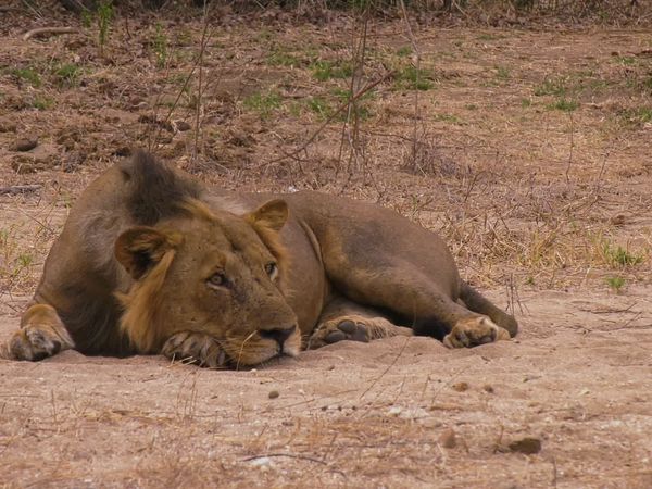 Epic Safari Destinations - Kavinga Safari Camp