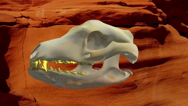 Strange World - Tasmanian Tiger