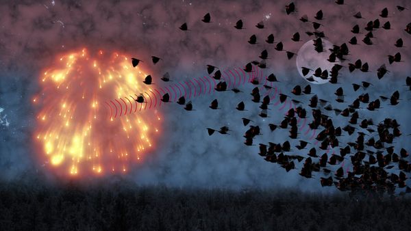 Strange World - Bird Apocalypse