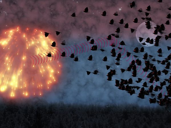 Strange World - Bird Apocalypse